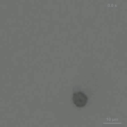 그림 1. 세포로봇 이동 10배속 동영상. 비대칭적인 세포-껍질 구조를 지닌 세포로봇의 요소 용액 내 자가 추진 이동양상을 시간에 따라 관찰한 공초점 현미경 영상. 시간이 경과함에 따라(오른쪽 위, 초 단위 표시) 껍질이 형성되지 않은 딸세포 쪽이 이동방향의 앞을 향하며 전진하는 모습을 보인다.