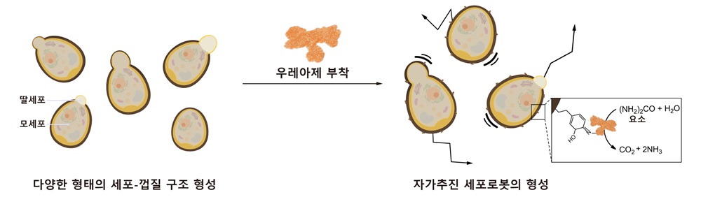 그림 3. 다양한 형태의 세포-껍질 구조체로부터 자가 추진 세포로봇의 형성 과정을 보여주는 도식. 세포대사 연계형 자율적 SCNE 과정에서는 효모가 분열하는 동안에도 나노껍질 형성이 지속적으로 일어나 세포 형태 변화에 따른 비대칭적인 세포-껍질 구조가 생성된다. 예를 들면, 모세포 부분에는 껍질이 형성되고 딸세포 부분에는 형성되지 않은 구조가 관찰된다. 효모의 표면에 형성된 멜라닌 계열의 껍질에 우레아제를 부착하면 요소를 연료로 하여 움직이는 자가 추진 세포로봇을 형성할 수 있다. 우레아제는 요소를 이산화탄소와 암모니아로 분해하며, 이들의 물속 이동속도 차이가 세포 주변에 전기장을 형성하여 세포로봇의 움직임을 유도한다.