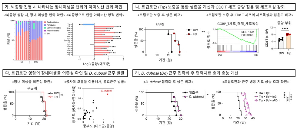 <그림 1> 장내 미생물이 항뇌종양 면역치료 효율을 조절한다는 연구결과.  가) 뇌종양 이식 모델에서 종양 진행에 따른 장내미생물의 변화를 포착하고, 분변에서 트립토판이 유의하게 감소하는 것을 발견하였다. 나) 트립토판을 처리하였을 때, 생존율이 유의하게 증가하고, 종양 주변부의 CD8 T세포의 수적 증가와 세포 독성 증가를 관찰하였다.  다) 이러한 작용은 장내미생물에 의존적으로 일어나고, 공사육 환경을 이용해서 유의한 장내 미생물을 발굴하였다. 라) 해당 균주의 투여가 뇌종양 모델에서 생존율을 증가시켰고, 항 PD-1 항체와 같이 투여할 경우 상승작용이 나타나는 것을 확인하였다. 