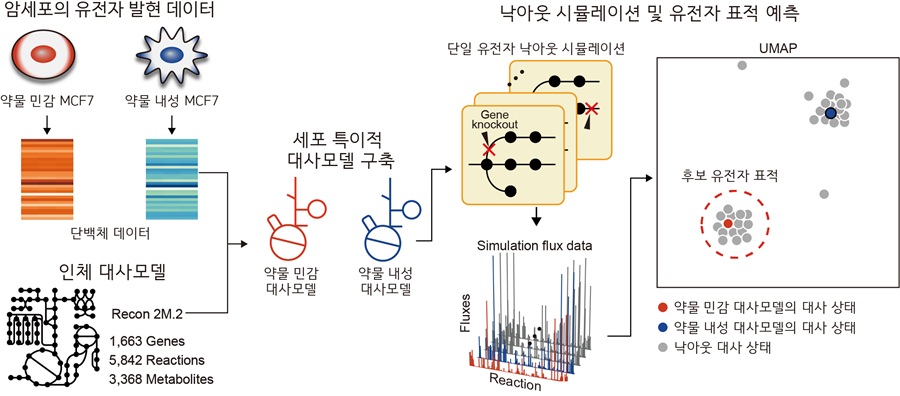 그림 1. 약물 민감화 유전자 표적을 예측한느 대사 네트워크 모델 기반 방법론 모식도