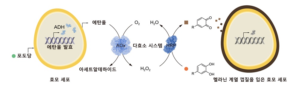 그림 2. 세포대사 연계형 자율적 SCNE 방법론을 보여주는 모식도. AOx와 HRP로 구성된 다효소 시스템을 도입하여 효모의 물질대사와 멜라닌 계열의 껍질 형성반응을 이어주었다. AOx는 효모가 물질대사를 통해 생성한 에탄올을 사용하여 과산화수소를 형성하고, 이를 HRP가 사용하여 멜라닌 계열 껍질 형성반응을 가속화하는 원리이다.