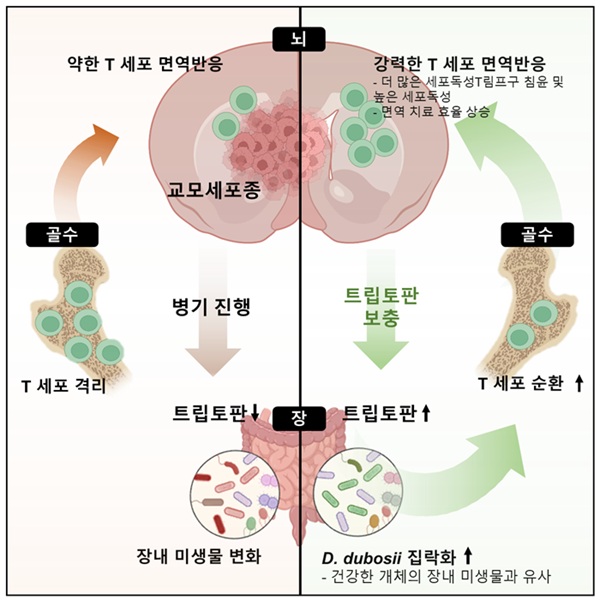 <그림 2> 장내 미생물이 항뇌종양 면역치료 효율을 조절한다는 연구에 대한 전체적인 연구개요.  교모세포종이 진행되면서 장내미생물 변화와 트립토판의 양적 감소가 동반된다. 이러한 줄어든 트립토판을 보충해주면 장내미생물이 건강한 개체와 유사하게 바뀌며, 항뇌종양 면역반응이 강화된다. 이 반응은 CD8 T 세포의 순환을 증가시키면서 일어나게 되고, 이 현상은 장내미생물에 의존적으로 나타난다. 그 중에서도 D. dubosii 균주가 크게 기여하고, 이들은 면역치료와 병용 시 상승 효과를 보여준다.
