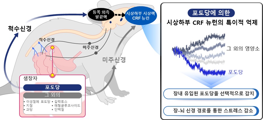 □ 연구 그림 정리 설명 •CRF 뉴런은 다른 영양소와는 달리 장내 칼로리를 지닌 포도당에 특이적 으로 반응한다. •CRF 뉴런은 배고픈 마우스가 다른 영양소보다 포도당을 선택하는데 필수적이다. •배고픔에 의해 활성화된 등쪽 외측 팔곁핵 뉴런은 포도당에 의해 억 제되고 CRF 뉴런을 자극한다. •포도당에 의해 유발된 CRF 뉴런의 반응은 미주신경이 아닌 척수신경을 필요로 한다.