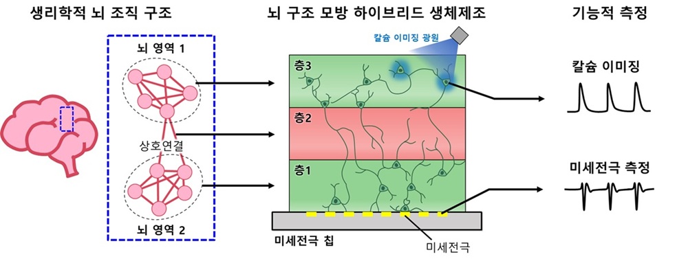그림 1. 뇌 구조 모방 신경 네트워크 모델 구축과 기능적 측정 기술이 통합된 플랫폼