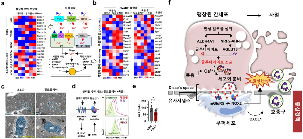그림 2. 음주 및 이후 폭음 시, 칼슘 수송체와 SNARE(단백질 복합체)의 발현 변화를 확인함. 음주 시 팽창에 의한 간 세포 크기 증가 및 쿠퍼세포와의 밀접한 거리를 확인함. 음주 후 폭음 시 쿠퍼세포에서 증가하는 활성산소를 확인하고, 글루탐산 수용체(mGLUR5) 하위경로인 PKC(세포 내 단백질 인산화 효소) 억제 시 활성산소 수준와 간손상이 감소함을 확인함. 알코올 간질환 시 본 연구의 요약 그림.
