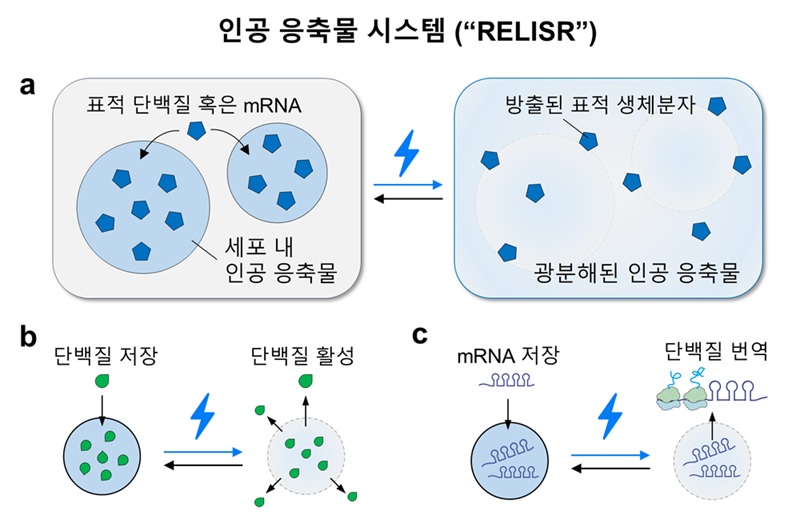 그림 1. 인공 응축물 시스템 (RELISR) 개요.  인공 응축물 시스템 RELISR는 단백질을 저장하는 “Protein-RELISR”와, mRNA를 저장할 수 있는 “mRNA-RELISR”가 있다. 이 인공 응축물들은 청색광조사에 의해 분해되고, 암흑 상태에서 재조립될 수 있다.