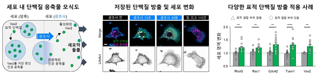 그림 2. 인공 응축물 시스템(RELISR)을 활용한 세포 모양 변화.  인공 응축물 안에 Vav2라는 세포 모양에 기여하는 표적 단백질을 저장하고 있다가 광조사 후 방출하여, 표적 단백질 Vav2가 활성화되어 세포 모양을 변화시키는 것을 관찰하였다. 다양한 단백질들에서 저장과 방출, 단백질의 활성화가 효과적으로 이루어지는 것을 확인했다.