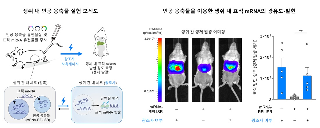 그림 3. 생쥐 내에서 인공 응축물 시스템(RELISR)을 활용한 표적 mRNA의 발현 인공 응축물 시스템 RELISR 유전물질을 살아있는 생쥐에 주사하였다. 이 시스템을 활용하여 생쥐 간 내에서 표적 mRNA를 저장하다 광조사를 통해 방출하여 발광 단백질의 번역을 유도하였다.