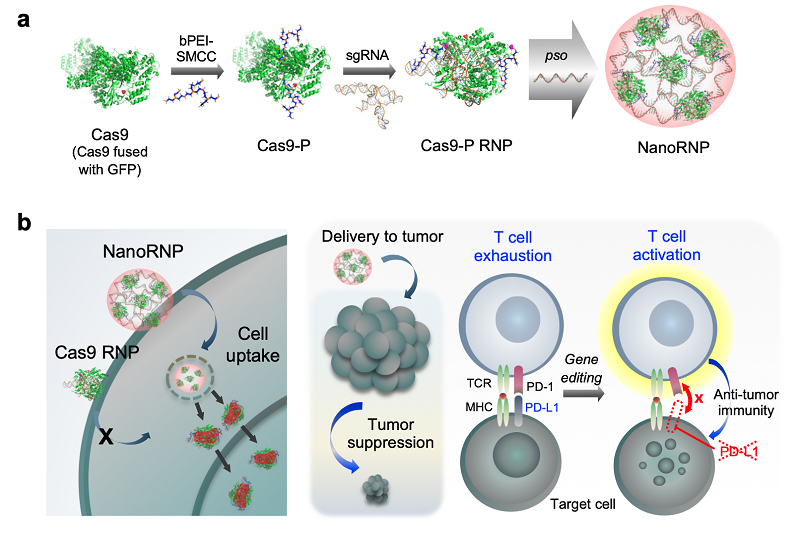 그림 1. (상단) NanoRNP 형성 과정. (하단) NanoRNP가 암세포의 사멸을 일으키는 원리와 과정.