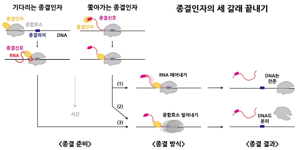 [연구]RNA 합성의 세 갈래 끝내기 제시​